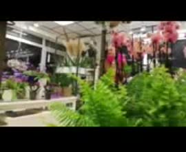 För butiken Blommstrande Hjärtat, en blomsteraffär med härlig energi.
https://m.facebook.com/blomstrandehjartatab/
