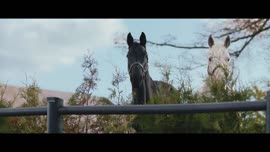 ATG Singing Horses Sunny (1)